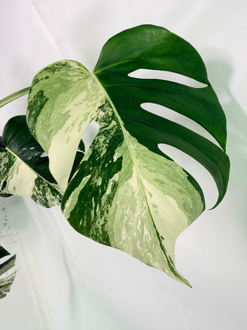 Monstera