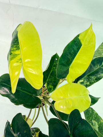 RARE PLANTS